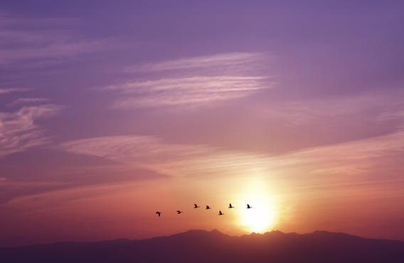 Le ciel du soir avec le coucher du soleil et les oiseaux survolant l'horizon.