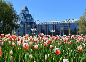 the national art gallery with tulips in front