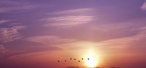 Le ciel du soir avec le coucher du soleil et les oiseaux survolant l'horizon.